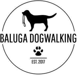 baluga dogwalking